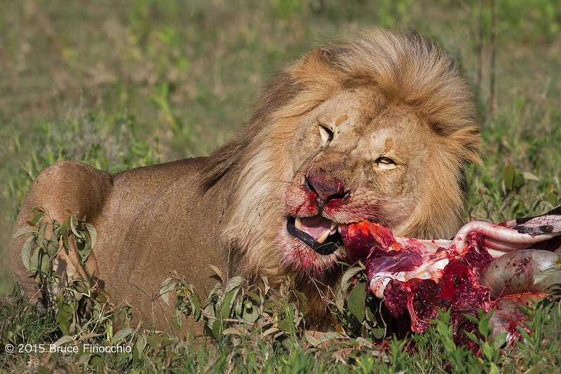 Male Lion Tears Into A Zebra Carcass