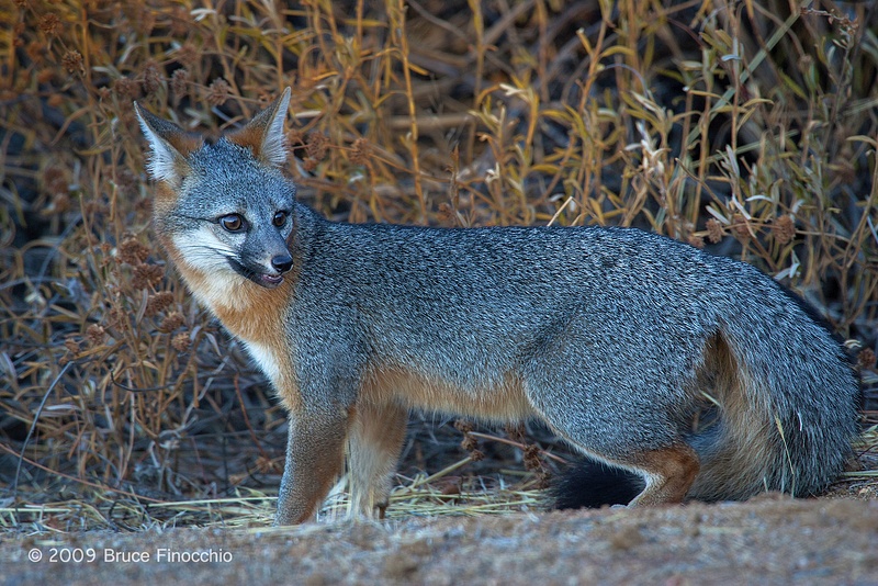 An Alert Gray Fox Checks Behind