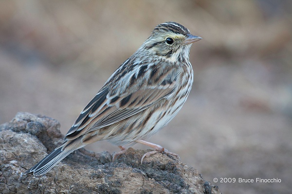 An Alert Savannah Sparrow Perch On A Old Stump