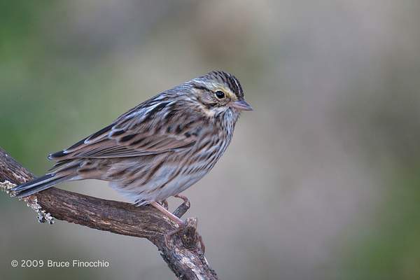 Savannah Sparrow On Perch by BruceFinocchio
