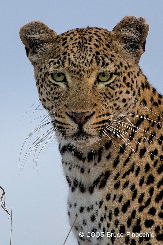 Female Leopard Looking Out At Her World