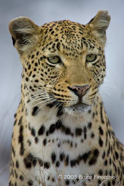 Female Leopard That Is Maxabene by BruceFinocchio