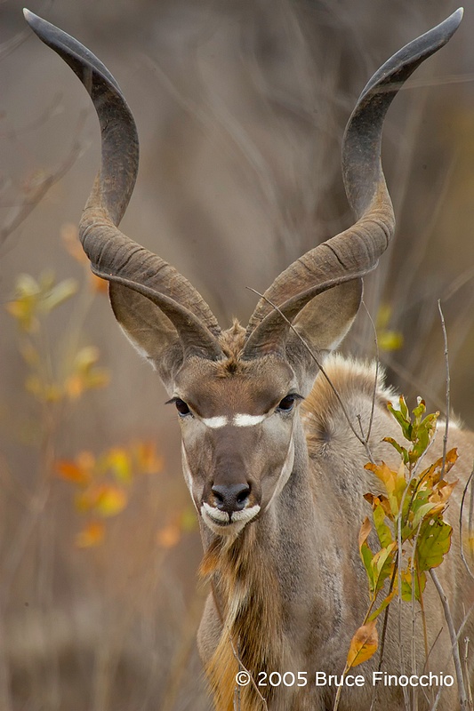 Portrait of A Bull Kudu
