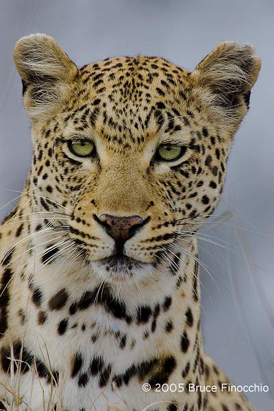 The Intense Look of a Hunter by BruceFinocchio