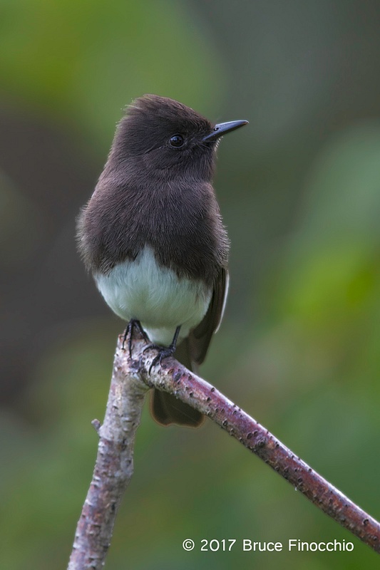 Black Phoebe Resting And Watchful