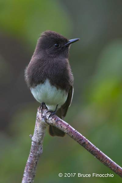 Black Phoebe Resting And Watchful by BruceFinocchio