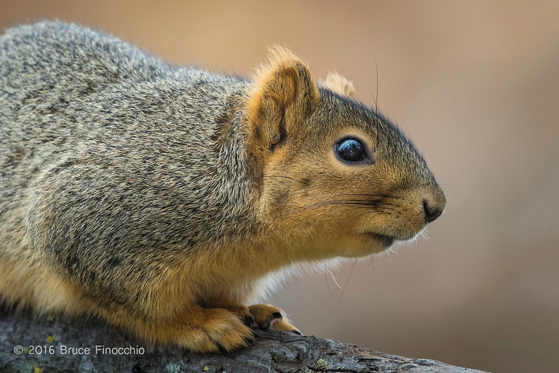 Fox Squirrel Watches Intently From A Branch Perch