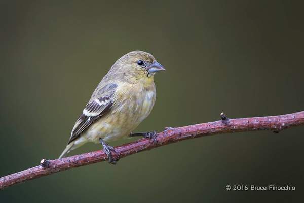 Female Lesser Goldfinch On Red Branch Perch by...