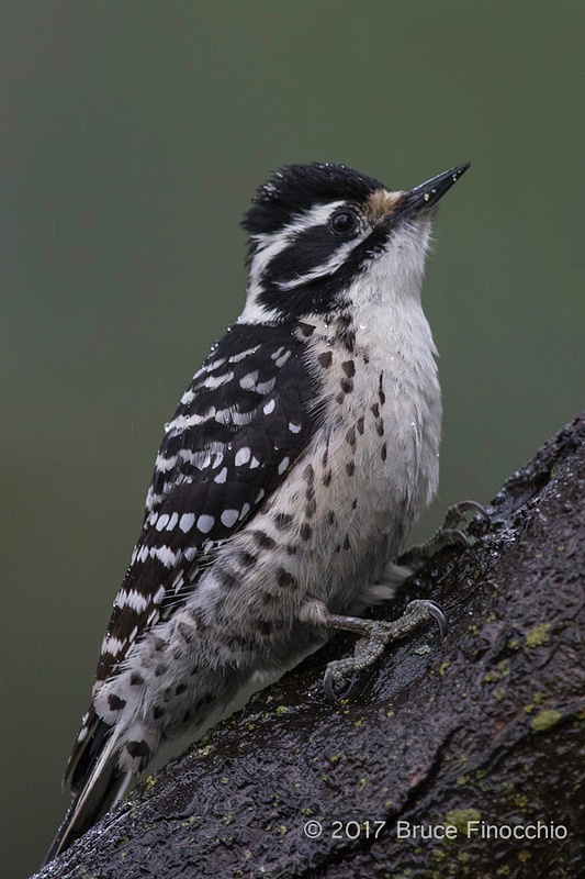 An Alert Female Nuttall's Woodpecker On A Tree Trunk