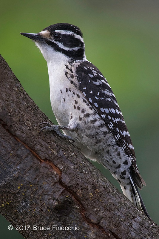 Female Nuttall's Woodpecker Perched On A Tree Trunk_BH11934D7IIc