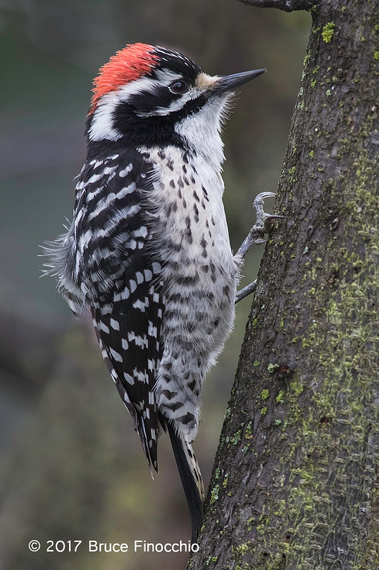 Male Nuttall's Woodpecker Ruffles Feathers