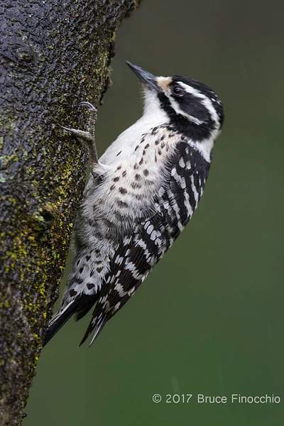 A Wet Female Nuttall's Woodpecker Clinging To A Tree...
