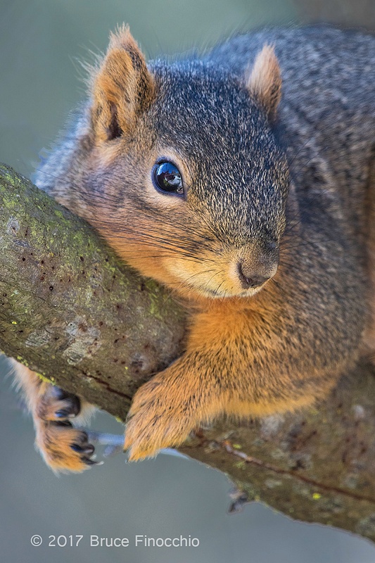While Resting A Fox Squirrel Grips A Tree Branch