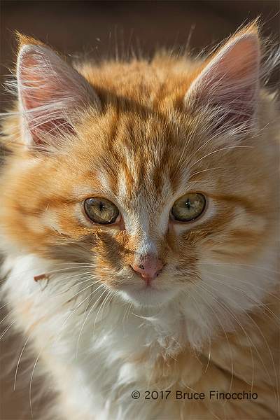 Portrait Of Tawny Kitten by BruceFinocchio