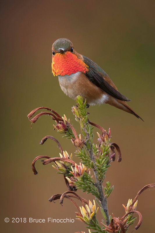 A Male Allen's Hummingbird's Gorget Flashs Red and Gold