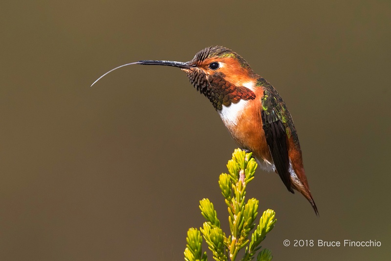 A Male Allen's Hummingbird Sticks Out Its Long White Tongue