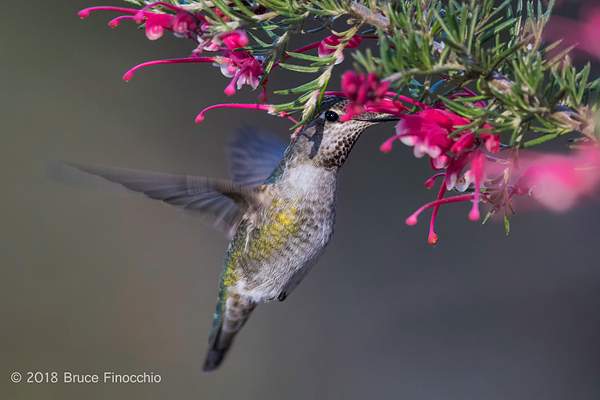 Female Anna's Hummingbird Pollinating The Inside...