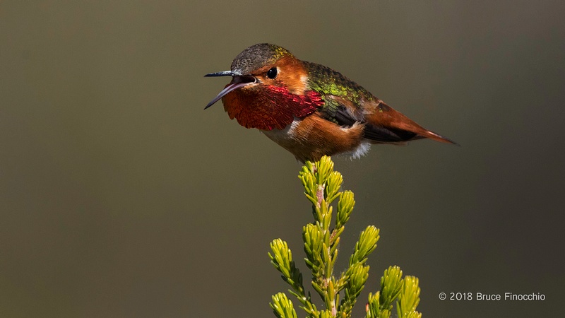 Male Allen's Hummingbird Aggressively Calls Out