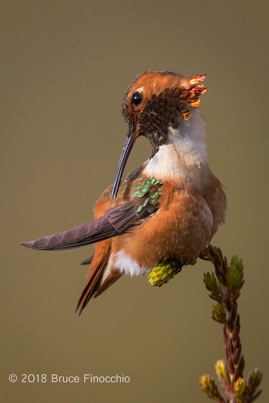 Male Allen's Hummingbird Preens Feathers While Perched