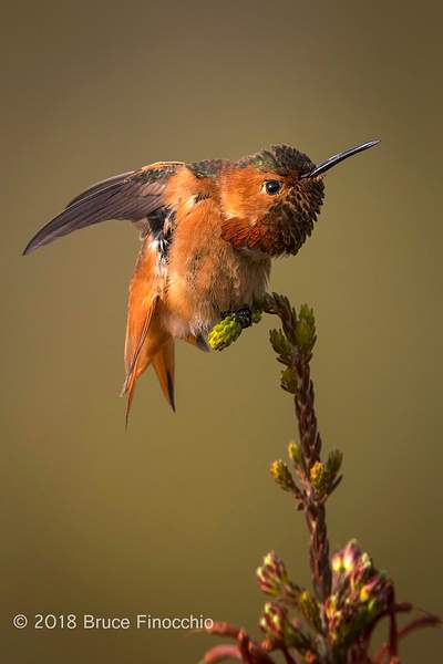 Male Allen's Hummingbird Stretches While Perches On Cape...