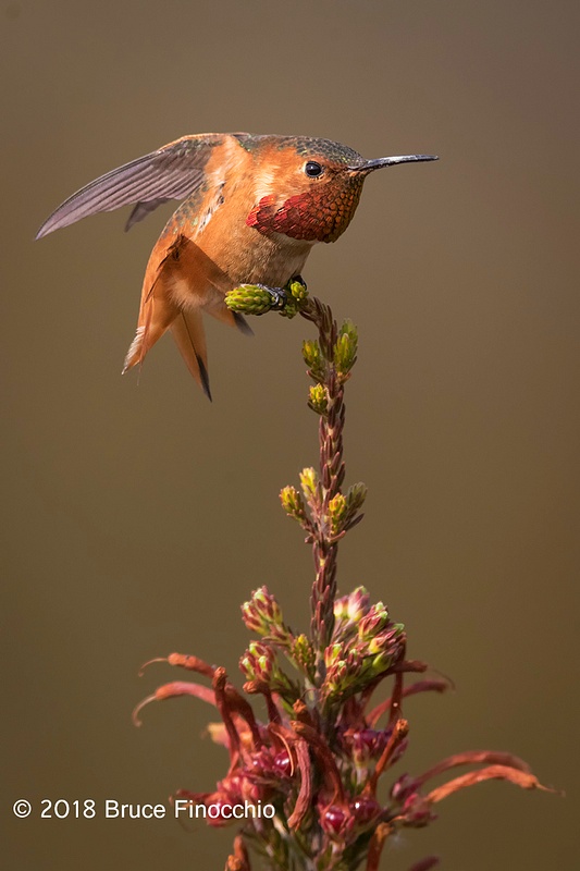 Male Allen's Hummingbird Stretches Wings And Tail Feathers