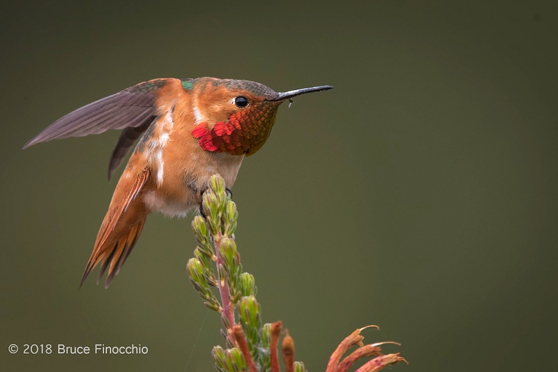 Male Allen's Hummingbird Stretches Wings Back