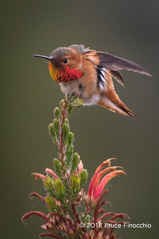 Male Allen's Hummingbird Stretches Wings