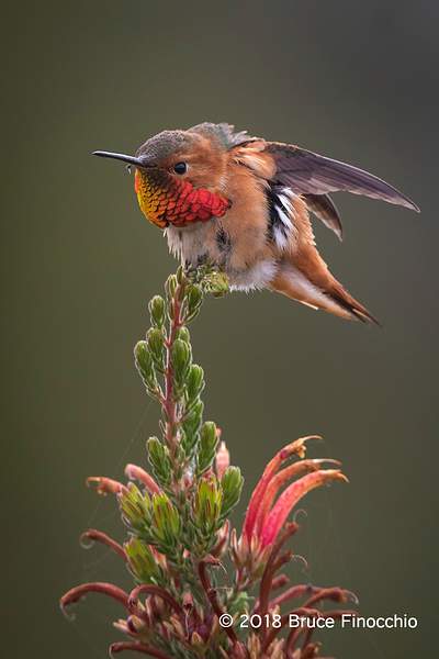 Male Allen's Hummingbird Stretches Wings by...