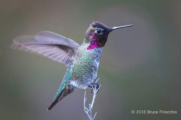 Male Anna's Hummingbird Flutters Wings While Perched by...