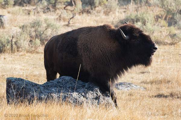 Bull Bison Stops And Rubs His Belly Against A Granite...