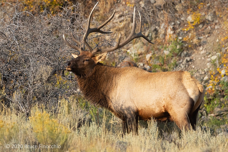 A Majestic Bull Elk Raises His Head To Show His Dominance