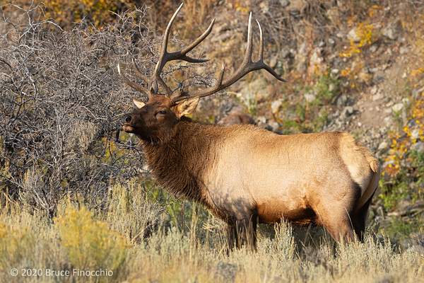 A Majestic Bull Elk Raises His Head To Show His...
