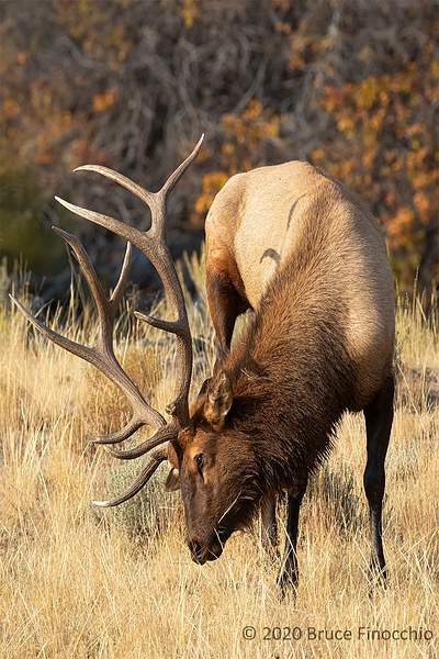 Bull Elk Feeds On The Dried Grasses On The Bench Above...
