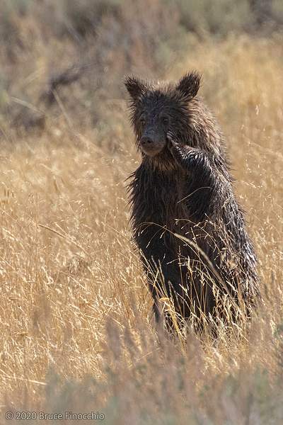 Young Grizzly Bear Cub Standing Up With Its Paw On Its...