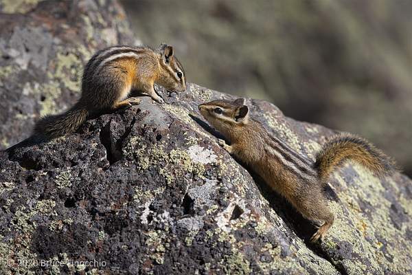 Two Least Chipmunks Greet Each Other Within Their...