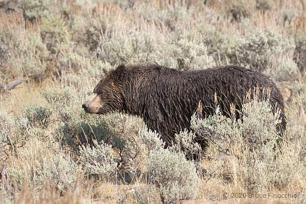 Sow Grizzly Bear Pauses During Her Walk Across The...