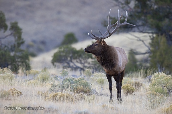 Young Male Rocky Mountain Elk In The Sagebrush Hills Above Gardiner Montana