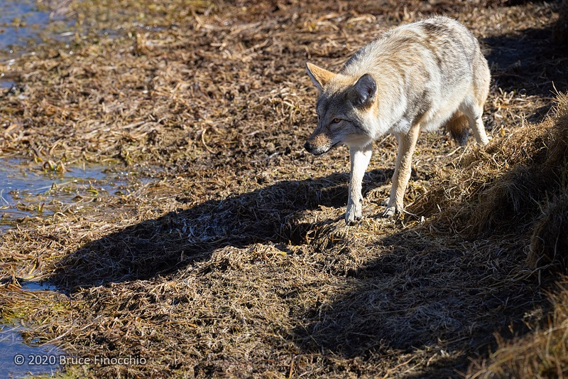 A Coyote Casts  Its Shadow As It Steps Out From The Cut Bank Of The Yellowstone River