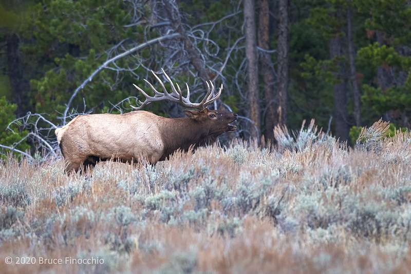 Male Roosevelt Elk Bugling