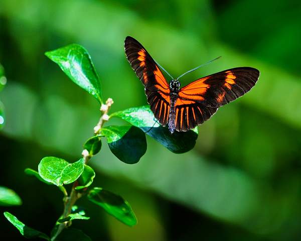 Butterfly_on_Small_Leaf by ArtCooler