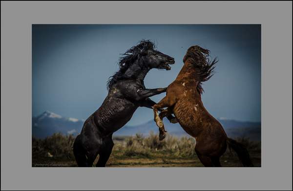Wild Horses by Gino De  Grandis