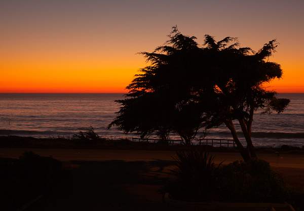 Tree & Setting Sun on Moonstone Beach.jpg by...