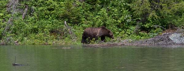 Grizzley at Avalance Lake.jpg by Harrison Clark