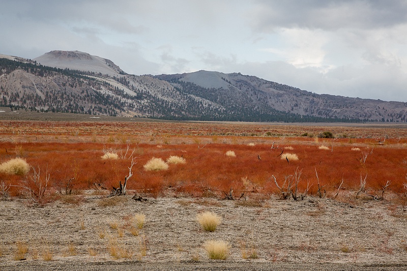 Red Grass in High Desert.jpg