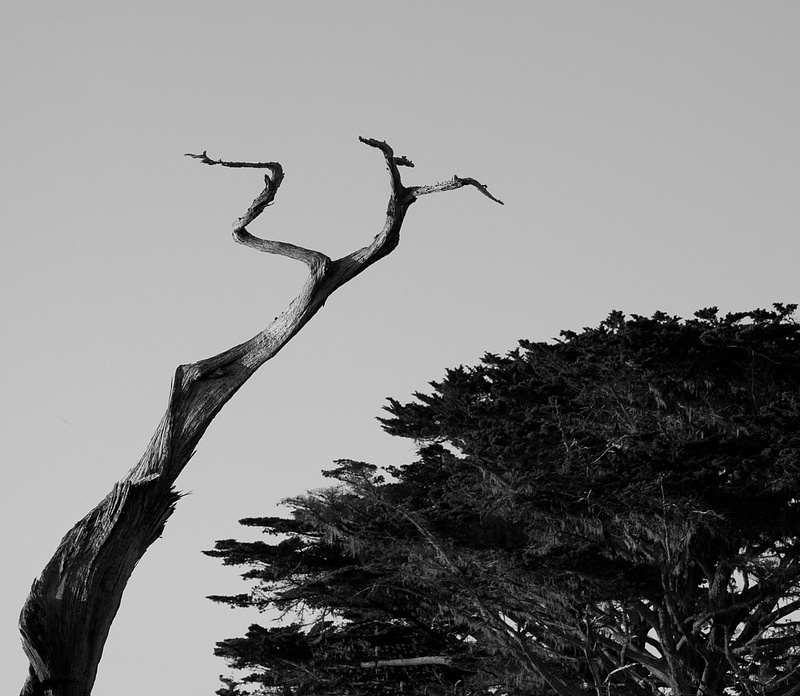 Juxtiposition on the 17 Mile Drive.jpg