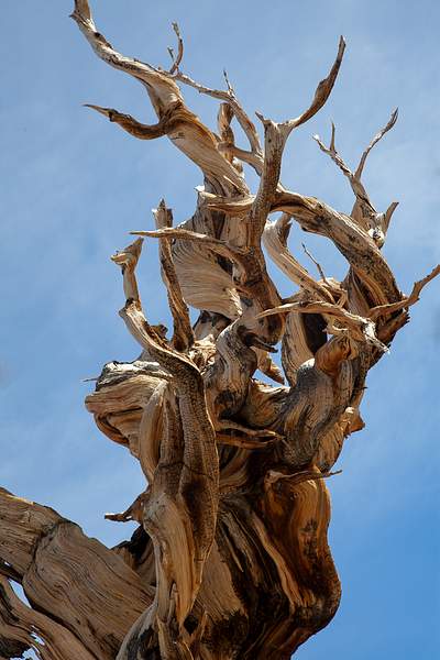 Bristle Cone Pine Closeup by Harrison Clark