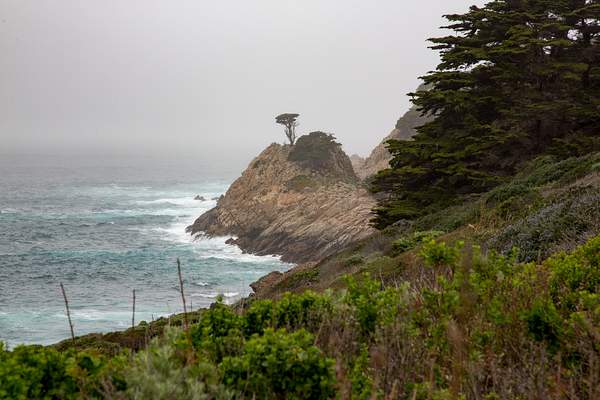 Point Lobos by Harrison Clark