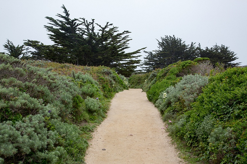 Point Lobos-22.jpg