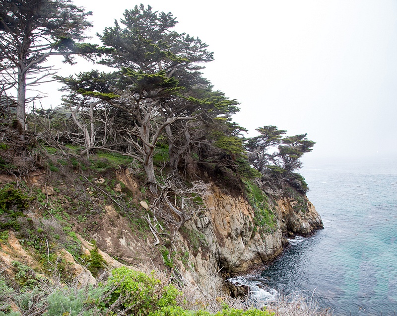 Point Lobos-21.jpg