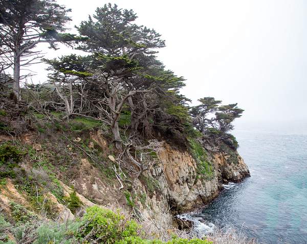 Point Lobos-21.jpg by Harrison Clark